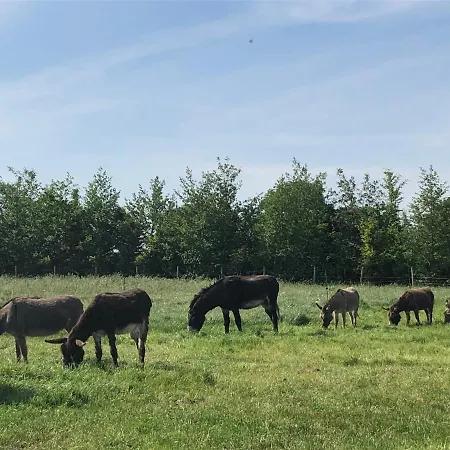 De Romeinse Katzei Frühstückspension Borgloon